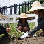 5月26日畑プロジェクト