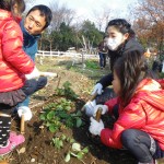 畑プロジェクト12月8日の様子