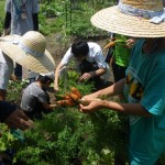 畑プロジェクト6月29日の様子