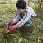 畑プロジェクト11月30日の様子