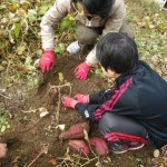 畑プロジェクト11月30日の様子