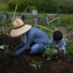 畑プロジェクト6月14日の様子