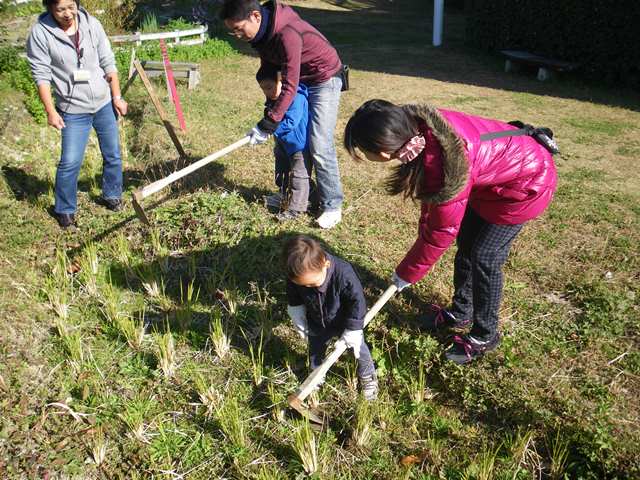 畑プロジェクト11月22日の様子