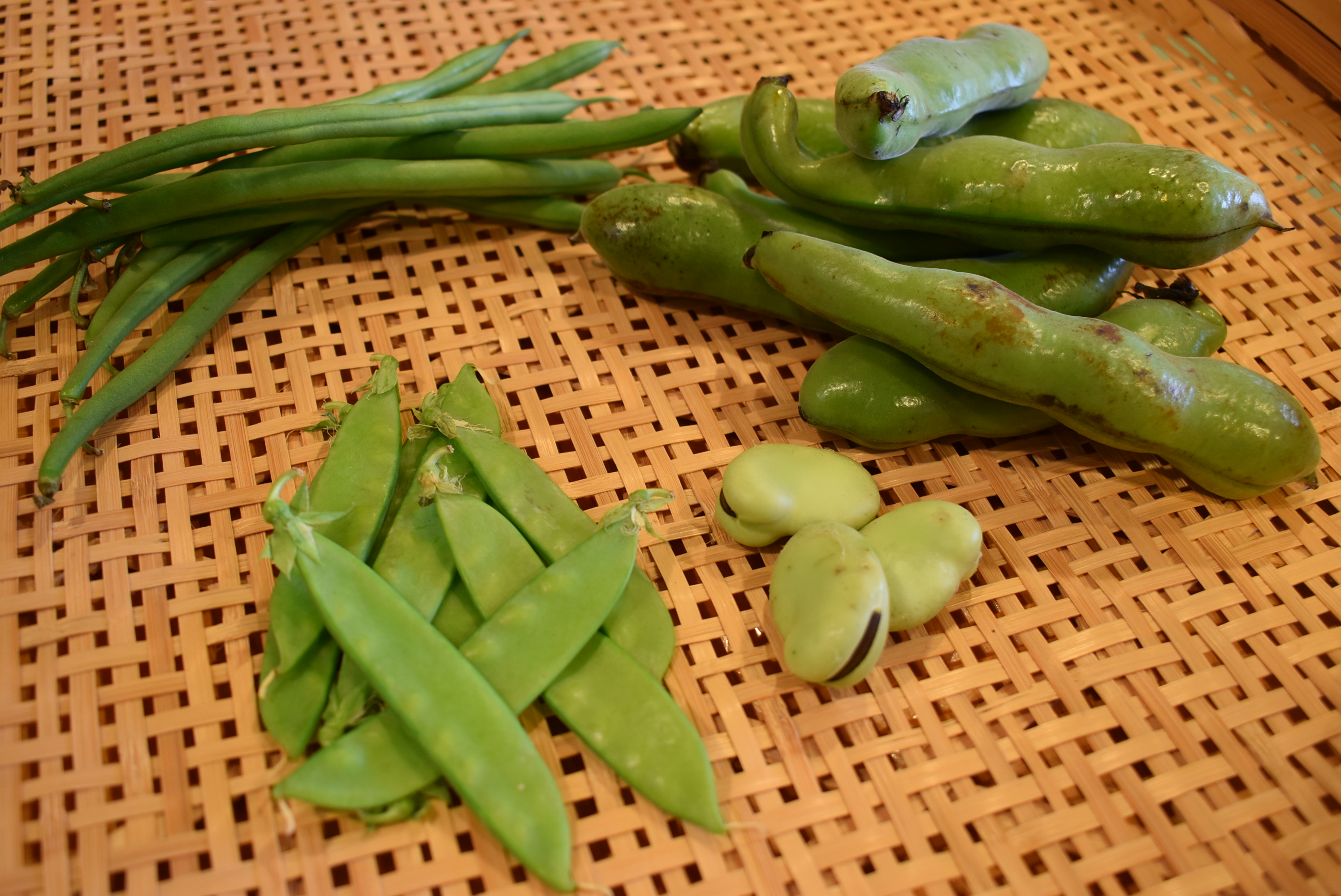 おうちトコトコプログラム たべるあそぶ 最新情報 コドモネクスト おうちトコトコプログラム たべるあそぶ 最新情報 コドモネクスト